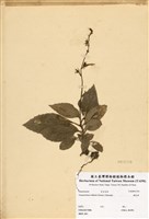 藏品(俄氏草)的圖片